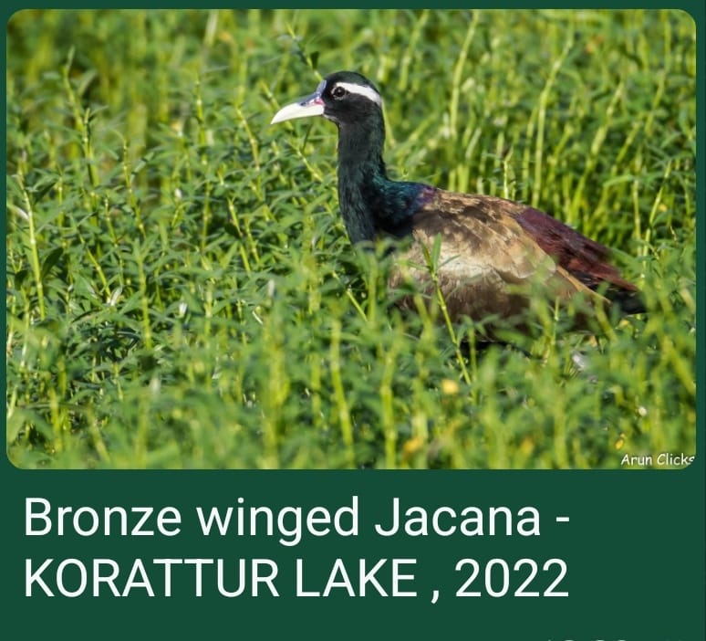 Bronze Winged Jacana