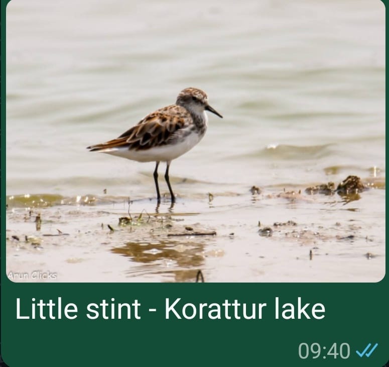Little Stint