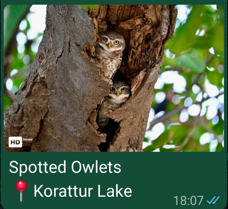 Soptted Owlets