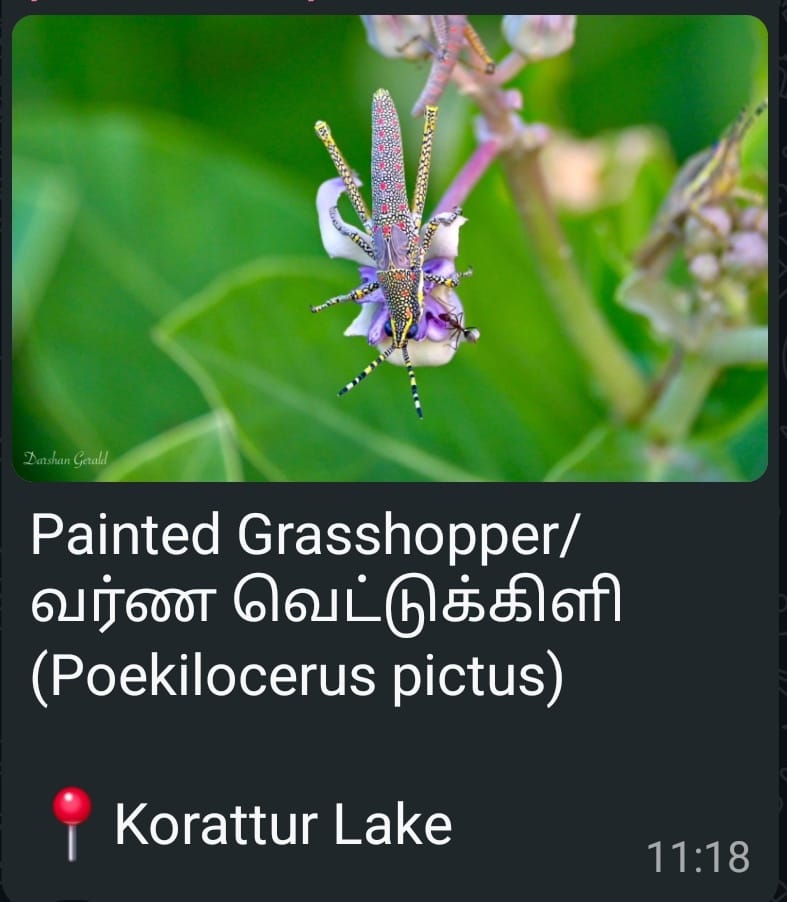 Painted Grasshopper