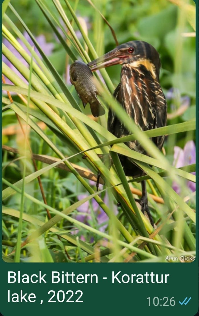 Black Bittern