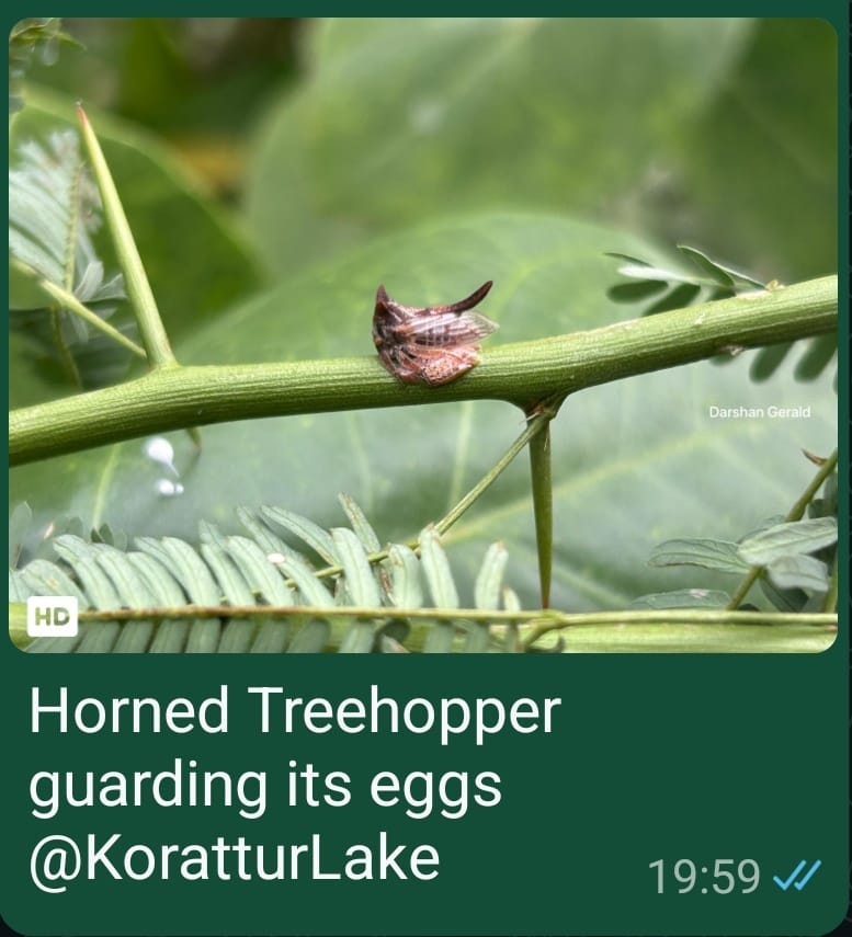 Horned Treehopper