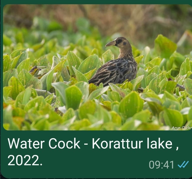 Water Cock