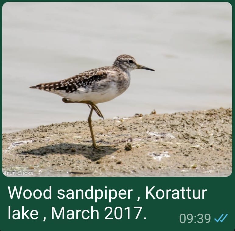 Wood Sandpiper