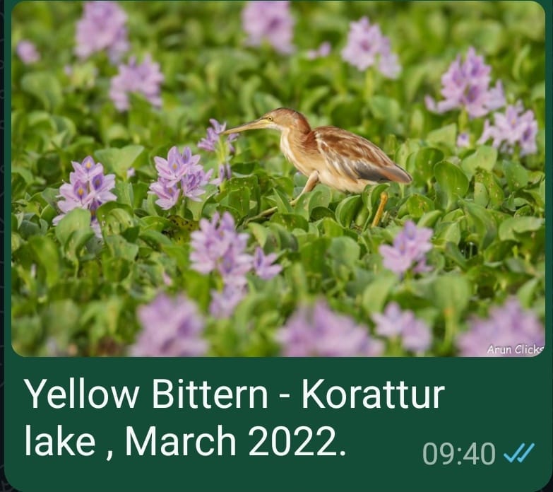Yellow Bittern