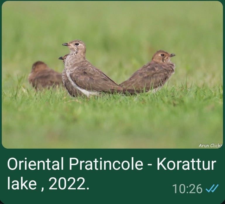 Oriental Pratincole