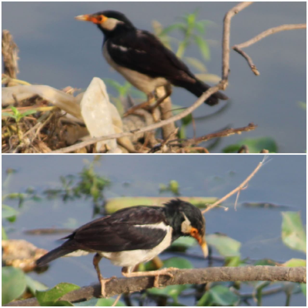 Bird Watching in Korattur Lake