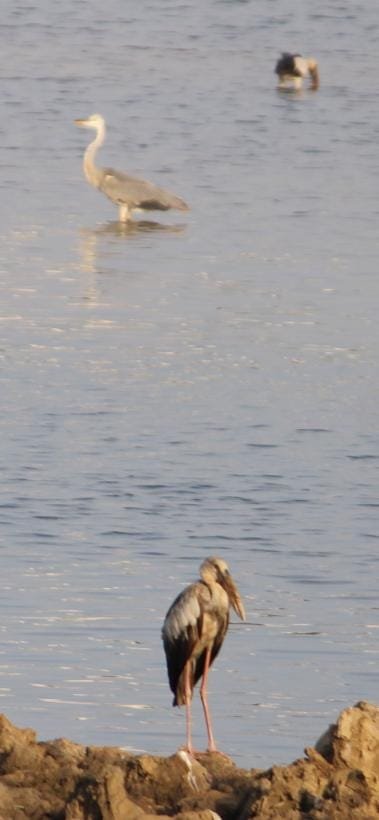 Bird Watching in Korattur Lake - 5