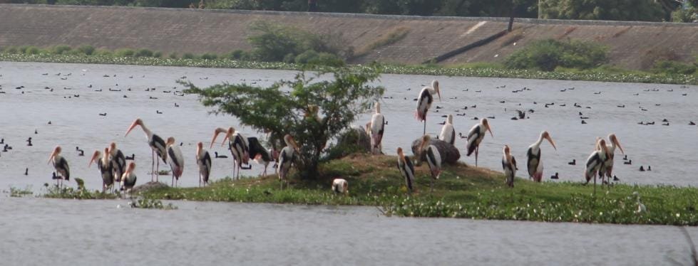 Bird Watching in Korattur Lake - 6